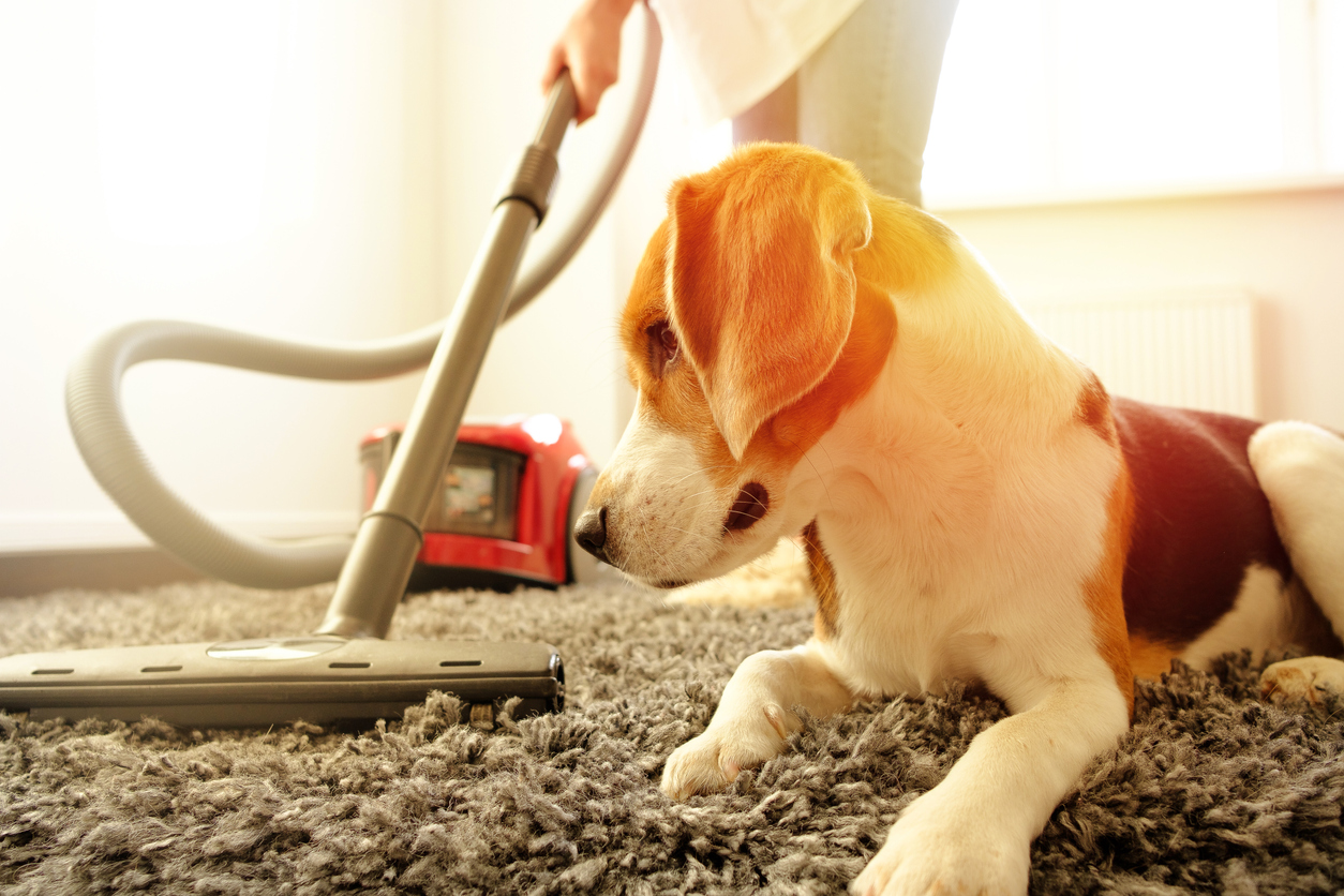 A pet owner trying to remove the dog smell from the carpet by vacuuming next to her beagle