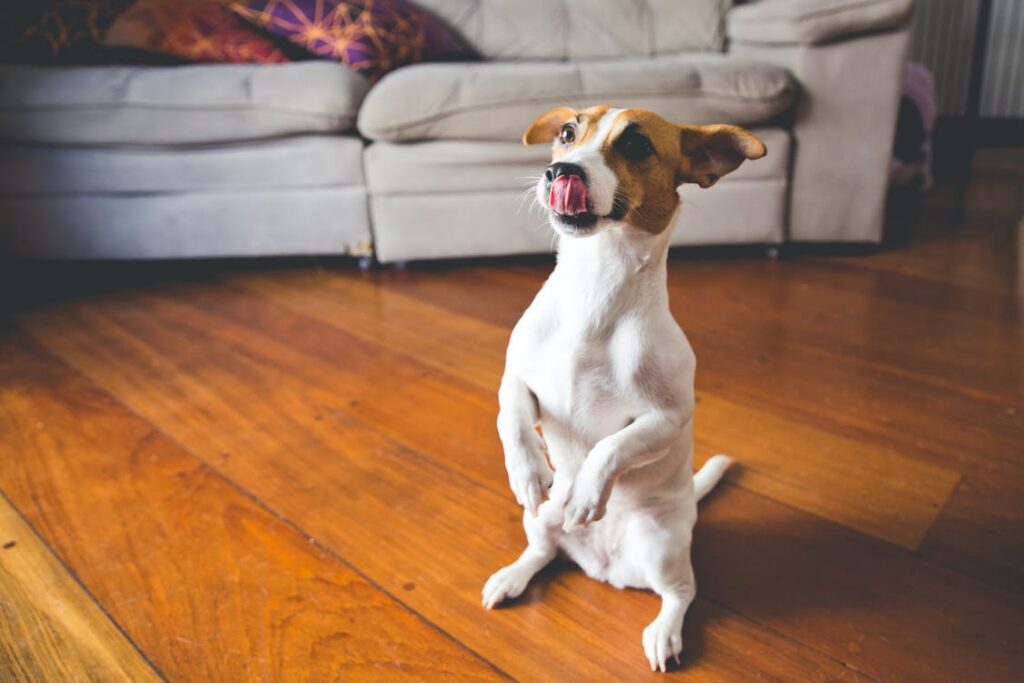 A little dog sitting on the floor in the living-room